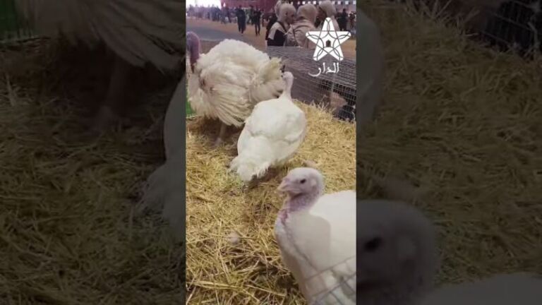 الحصيلة الحكومية أخنوش: الحكومة قامت بخطوة كبيرة في المجال الاقتصادي بإعطاء دينامية كبيرة للاستثمار