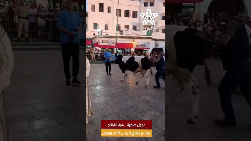 عجول ضخمة .. هبة لافتتاح موسم مولاي إدريس الأكبر بزرهون وسط أجواء تراثية مميزة